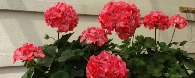 什么植物适合家里养而且好活 分别有哪些