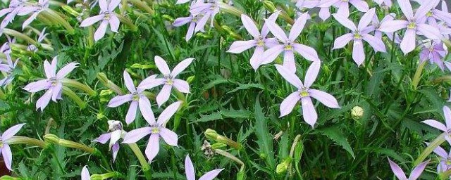 流星花繁殖技巧 流星花的栽培技术