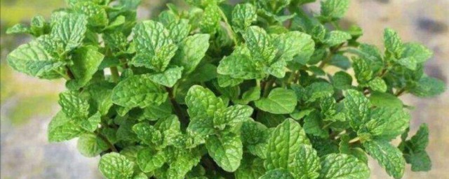 家里适合养什么可以吃的植物 家里适合养什么植物