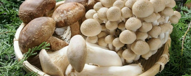 菌菇类清洗技巧 菌菇类清洗技巧是什么