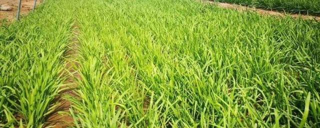 北方什么时候种韭菜 韭菜种植知识