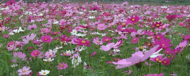 格桑花什么时候种比较好 什么是格桑花