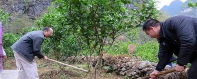 橙树施肥种植技巧 橙子树的施肥技术