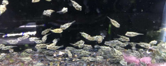 斑马鱼苗饲养技巧 养殖斑马鱼的技巧