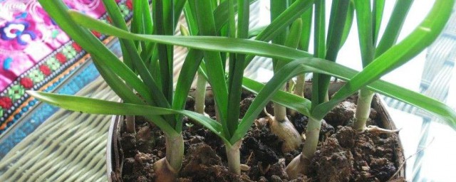 大蒜种植的技巧 大蒜的种植技巧及注意思事项