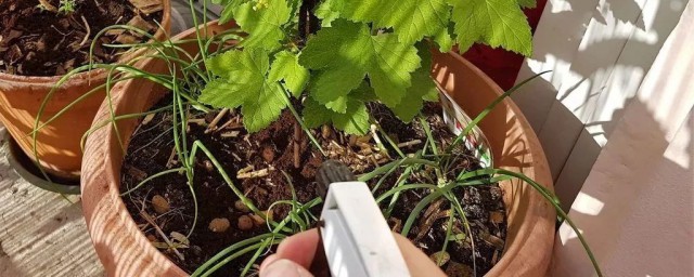 花盆去蝇虫技巧 花盆去蝇虫技巧是什么