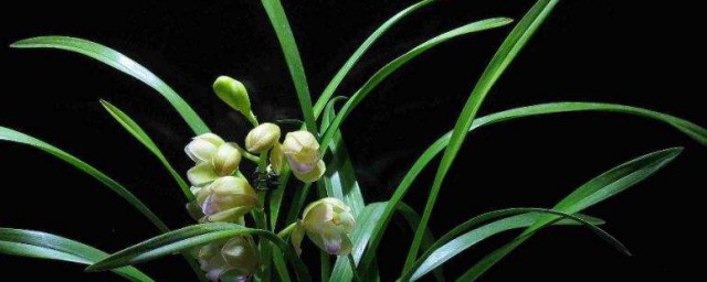 兰花种植家庭技巧 种兰花的次序