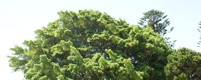 榕树剪枝精确技巧 怎样修剪榕树枝