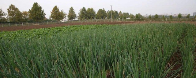 瓶子香葱种植技巧 种植技巧如下