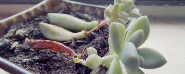 多肉植物叶插的技巧 多肉植物叶插的技巧是什么