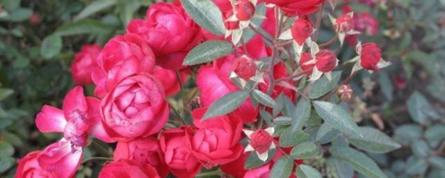 养月季花全教程 月季花怎样养