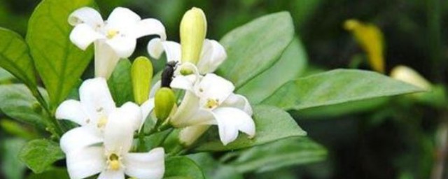 米兰开花时间怎样浇水 米兰开花后怎样浇水
