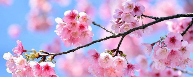 樱花开花时间 樱花什么时候盛开