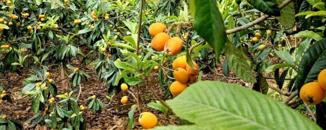 适合四川种植的水果 四川适合种植的水果