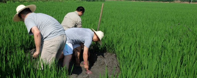 水稻适合什么土壤种植 种植水稻的知识