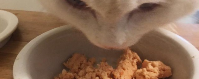 如何做猫饭 猫饭如何做