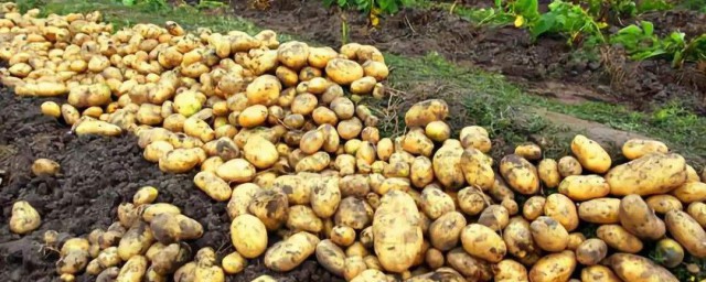 种土豆技巧大全 土豆怎样种植