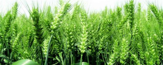 小麦种植的方法 小麦种植方式介绍