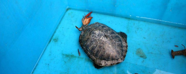 鳄龟养殖技巧 鳄龟怎样养