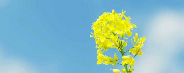形容花多的句子怎样说 形容有很多花的句子有哪些
