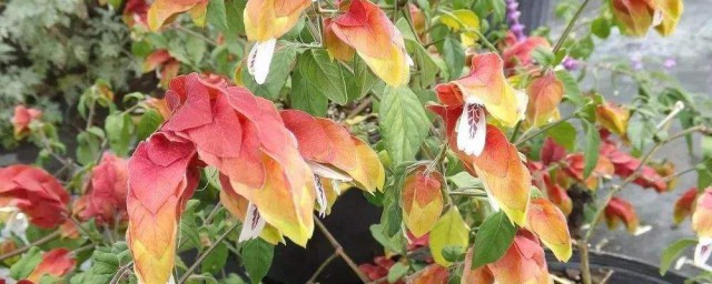 虾衣花养护技巧 虾衣花怎样养护