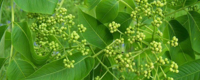 黄柏盆栽技巧 怎样盆栽黄柏比较好