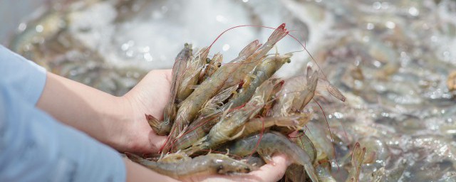 蒜蓉烧虾怎样做 蒜蓉烧虾做法次序