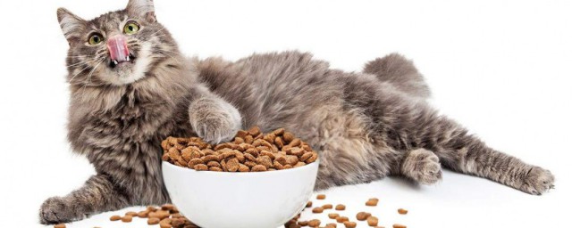 猫粮投喂技巧 怎样喂猫粮