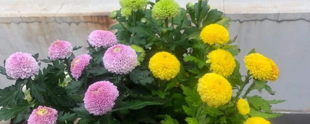 乒乓菊地栽方式 乒乓菊的种植方法