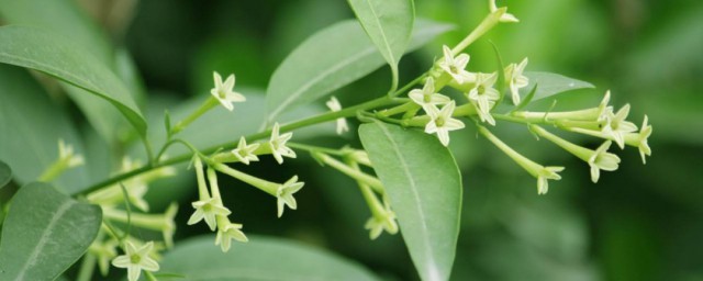 夜来香开花时间 夜来香几时开花