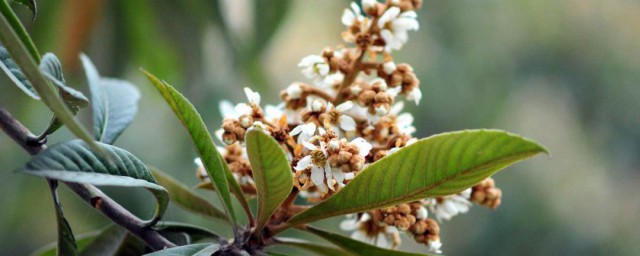 枇杷开花时间 枇杷树什么时候开花