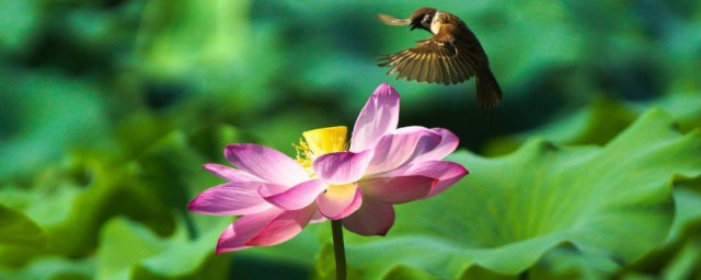 孤芳不自赏的意思 孤芳不自赏是什么意思