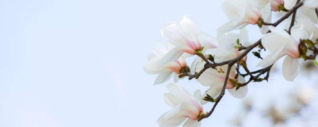 传不习乎的传是什么意思 传不习乎的意思