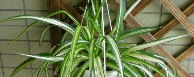 适合在室内的植物 适合养在室内的三种植物介绍