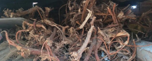 山槐根保存要领 山槐根介绍