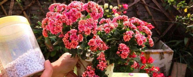 花卉养殖施肥技巧 花卉养殖怎样施肥
