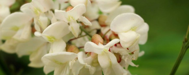 槐花茶制作方法 槐花差如何做