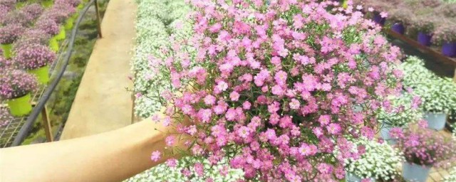 满天星种植方式全过程 满天星这样种植