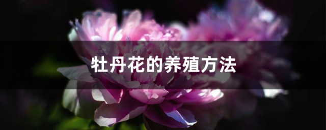 牡丹花种植要领 牡丹花种植办法介绍