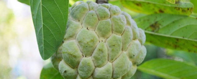 释迦果树种植技巧 释迦果树应该怎样种植