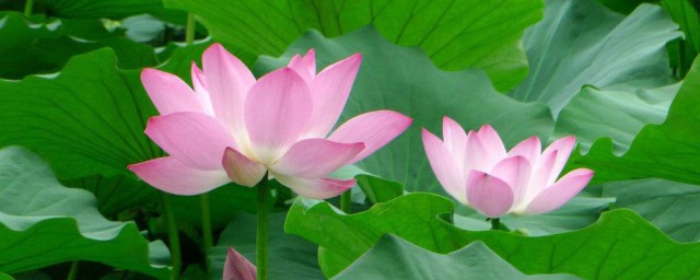 荷花代表什么 荷花花语简介