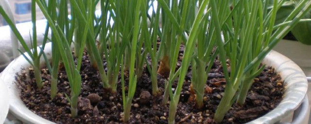 盆栽蒜苗的种植技巧 需要准备什么材料呢