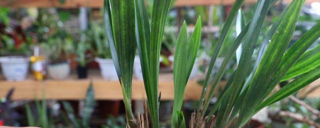 兰花藤种植技巧 兰花寓意