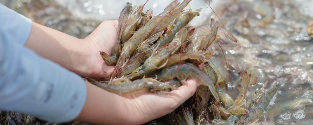 捕捉虎虾技巧 捕捉虎虾的技巧是什么