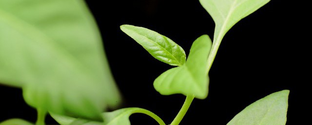 睡房养什么植物好 睡房养什么植物推荐