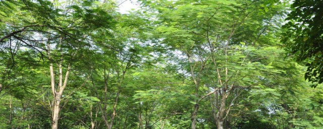 楹树种植技巧 红花楹树的栽培技术