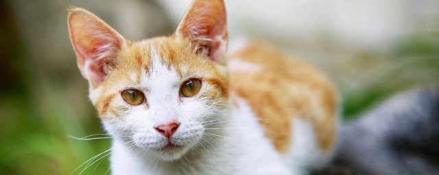 猫咪在家洗澡要领 有什么洗澡的办法