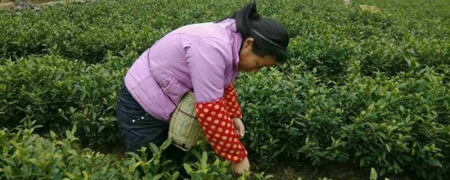 采茶的心情短语 关于采茶的心情短语