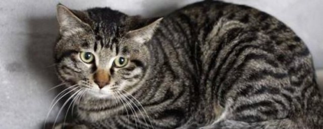 狸花猫怎样养 狸花猫怎样饲养