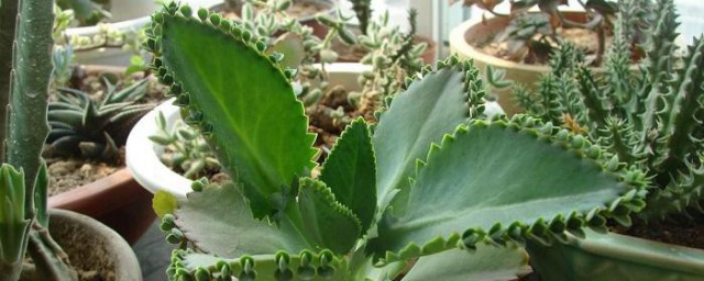 好养的植物家里适合养 家里适合养的植物介绍